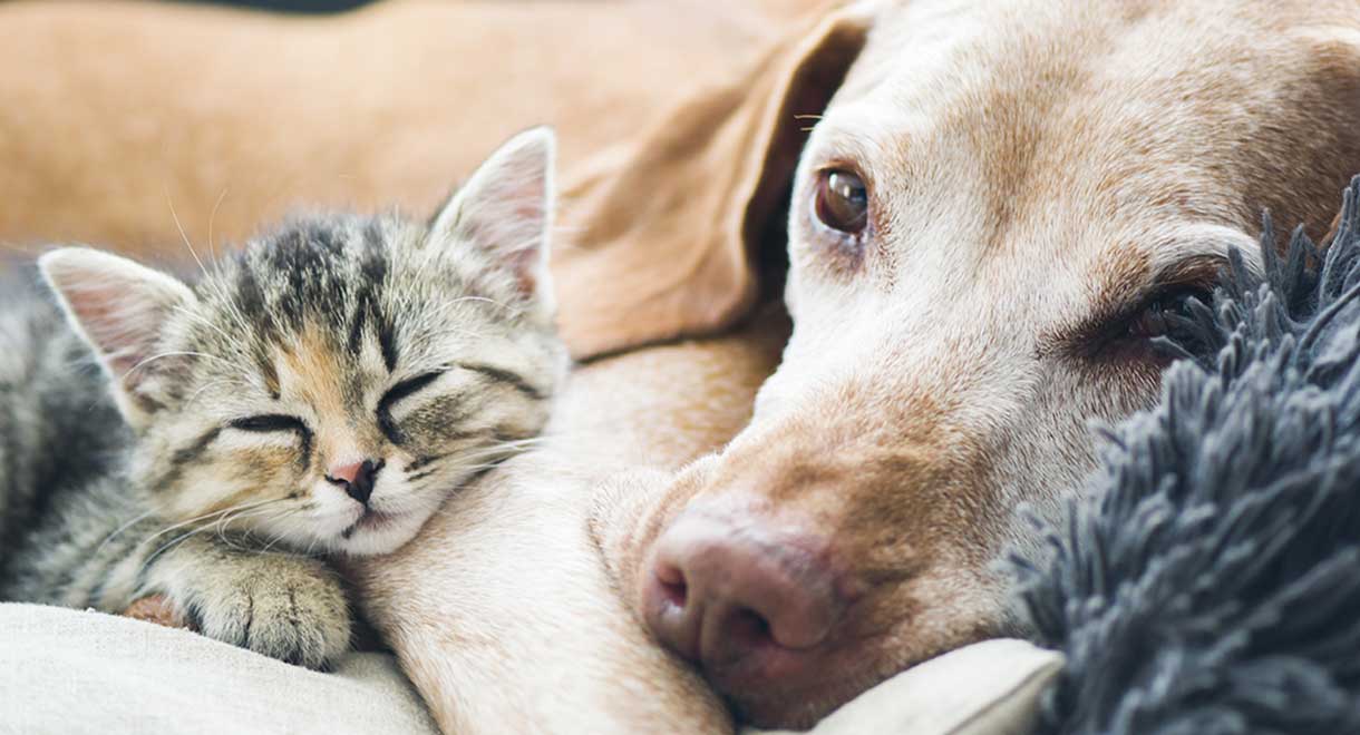 Can Cats and Dogs Live Together? 7 Tips to Help Your Precious Pets Coexist