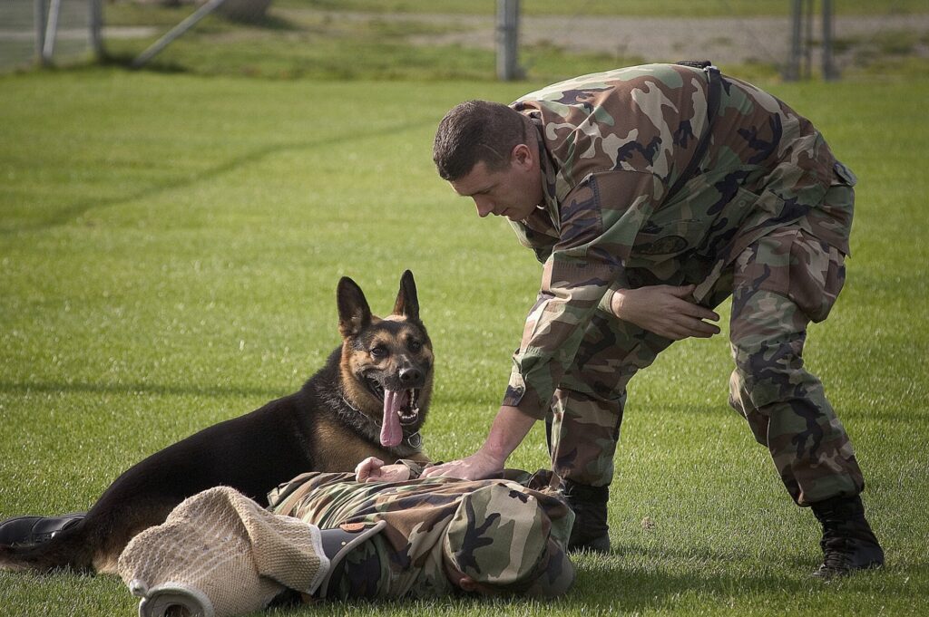 How Drug Sniffing Dogs Are Trained to Find Illicit Substances