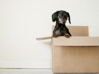 How to Get Your Home Ready for a Pet